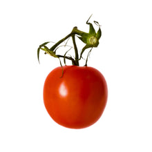 Classic Vine Tomatoes