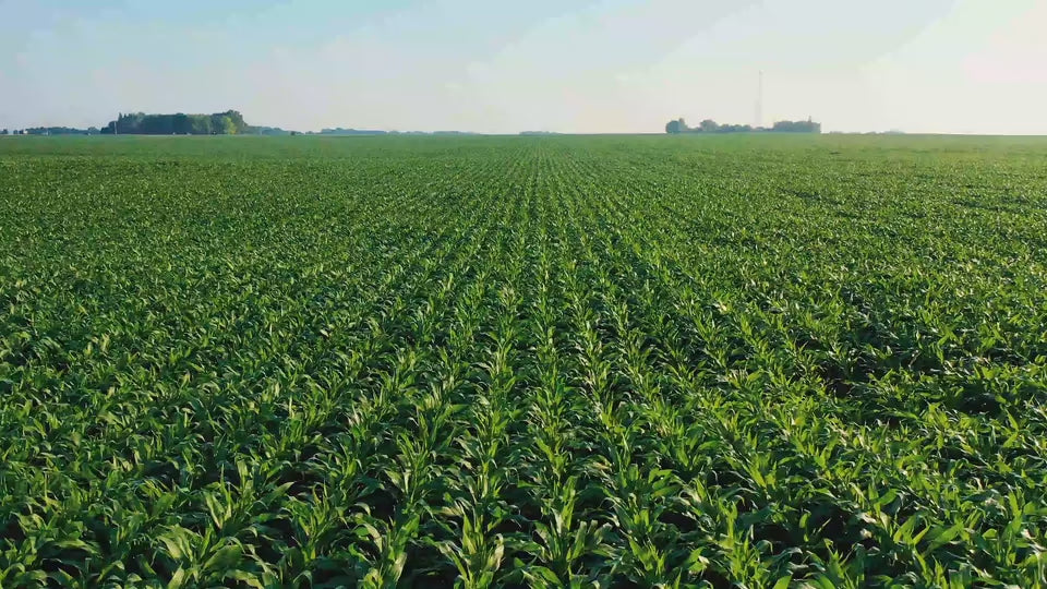 تحميل الفيديو: 